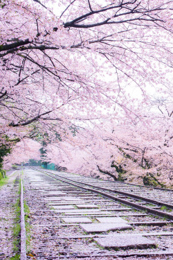 banshy:  Sakura Line by Comyu Matsuoka   