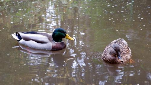 A pair of Mallards.