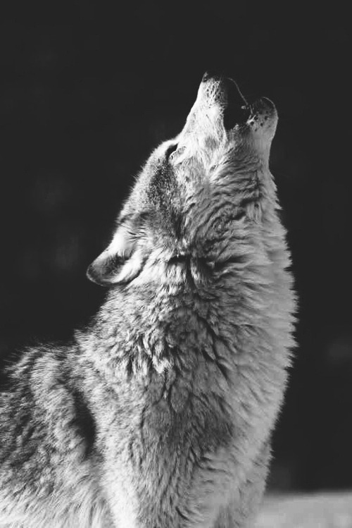 lace-and-laly: Untitled su We Heart It.