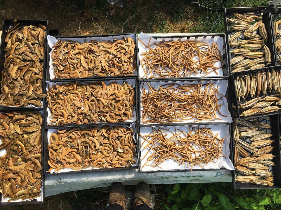 Using the sun-amplification of the hoop house today to dry down some seed pods: Potawatomi Pole Lima; Brown Speckled Butter Bean (lima), Fagiolina del Trasimeno (black eyed pea), Hill Country Red Okra. I had started shelling them and found them a...