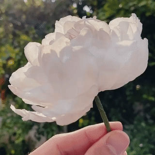 Hello, May I Please Join Your Flower Game?