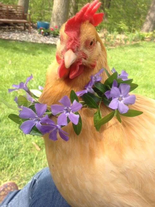 stvrclush:awkwardpocky:Fashion[Start ID] Two portrait photos of a pale orange grown chicken modeling