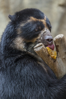 sdzoo:   	MMmmmmm …. honey! by San Diego