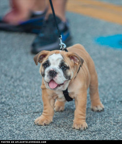 aplacetolovedogs:  Baby Bulldog puppy so cute and happy  For more cute dogs and puppies