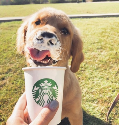 babydogdoo:  Her favorite drink