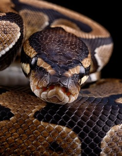 radivs:  'Ball Python' by Mark Johnson