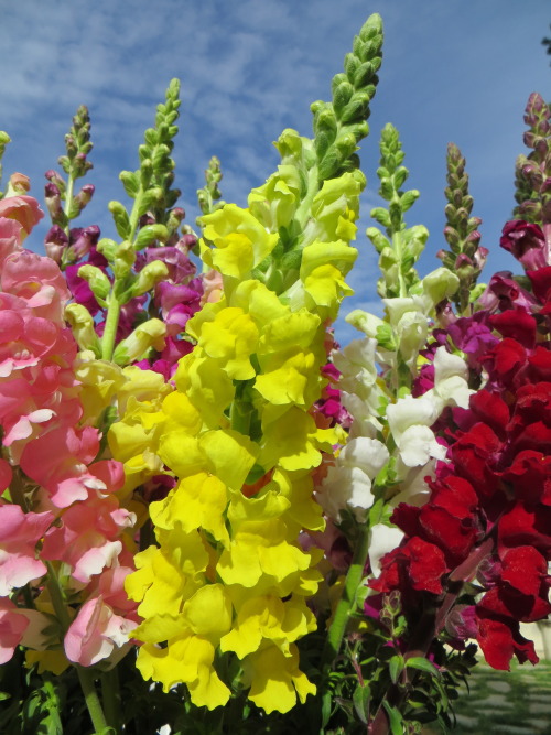 Snapdragons