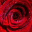 rose-nsft