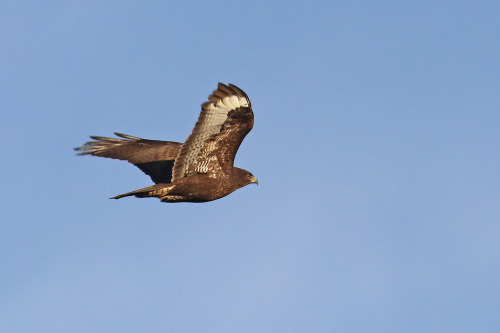 michaelnordeman:Common buzzard/ormvråk.