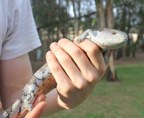 snakeoutbrisbane:Eastern blue tongued lizard (Tiliqua scincoides)CUTENESS!!! Interesting call, a cli