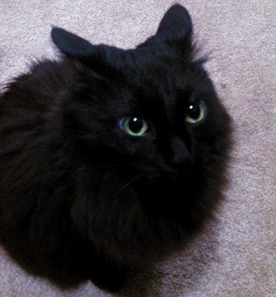 kreugan:  luna aka the unholy offspring of lightning and death itself 