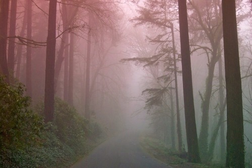 A foggy Portland morning