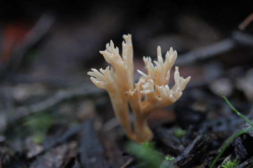 109pm: Peppery Coral Fungus Artomyces piperatus Steiglitz, Brisbane Ranges, VictoriaEarly Winter, Ju