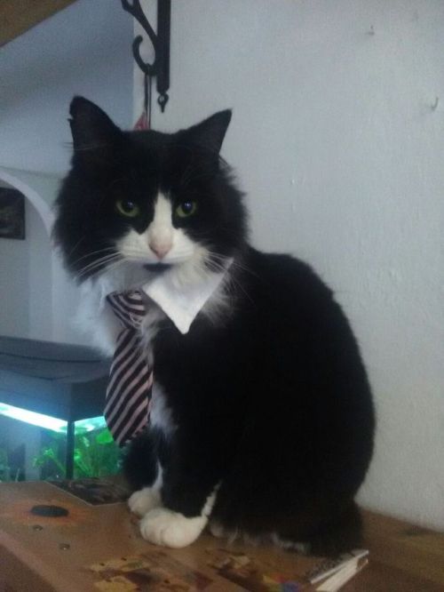 echomiko: Since the photo of my cat was so popular, have my other cat in a little tie. (Don’t 