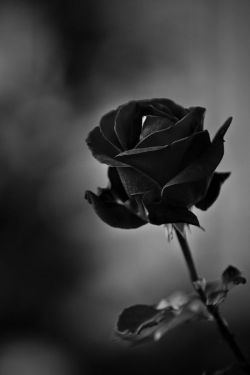 imperfectmesblog:Black rose..  