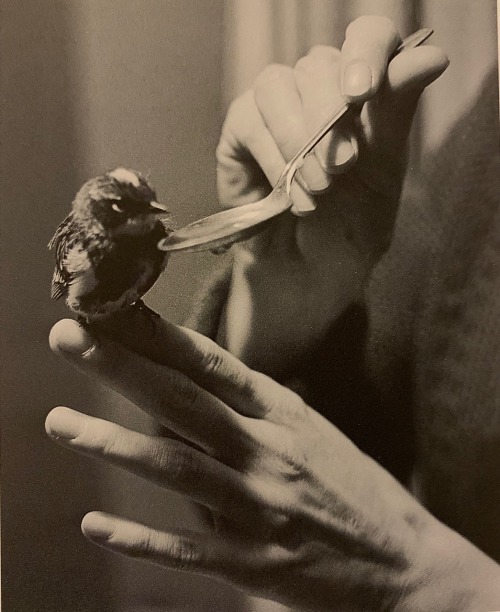 Mary Oliver, Photographed By Her Partner Molly Malone Cook. “Helping The Traveler, 1965”