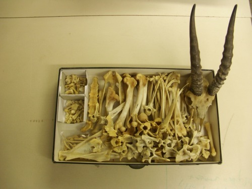 ewok-gia:  Gazelle skeleton.  adult photos
