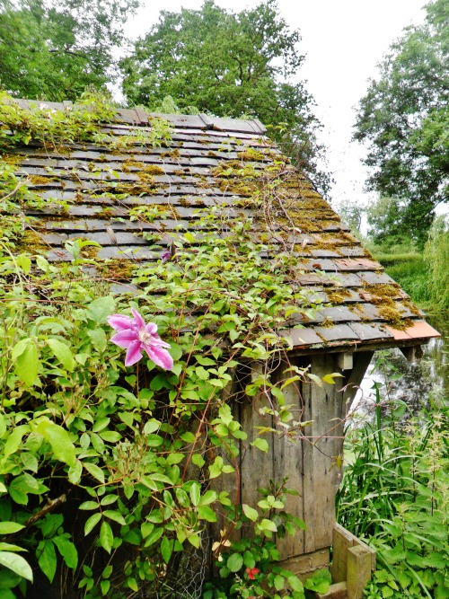 vwcampervan-aldridge: Abandoned boathouse with Clematis flowers, Shugborough Hall, Staffordshire, En