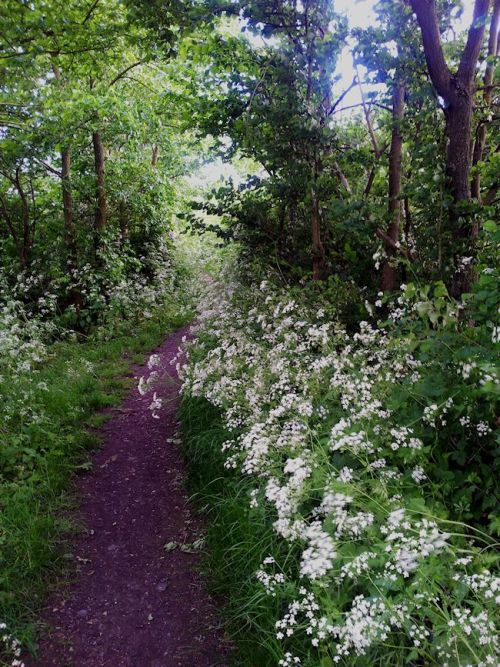 thegreenwoodtree:  - South Norwood Country Park, London, UK, May 2014 I still can’t get over how beautiful the park was today, with great swags of hawthorn blossom and soft carpets of cow parsley as far as you could see.
