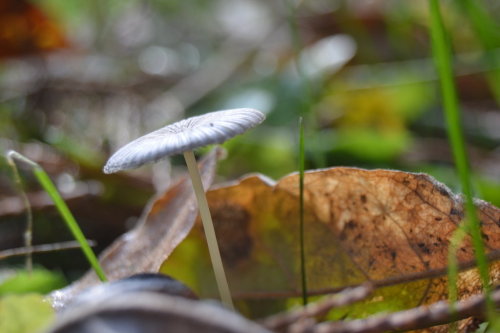 .mushroom&rsquo;s world. by fatcatbeatrice