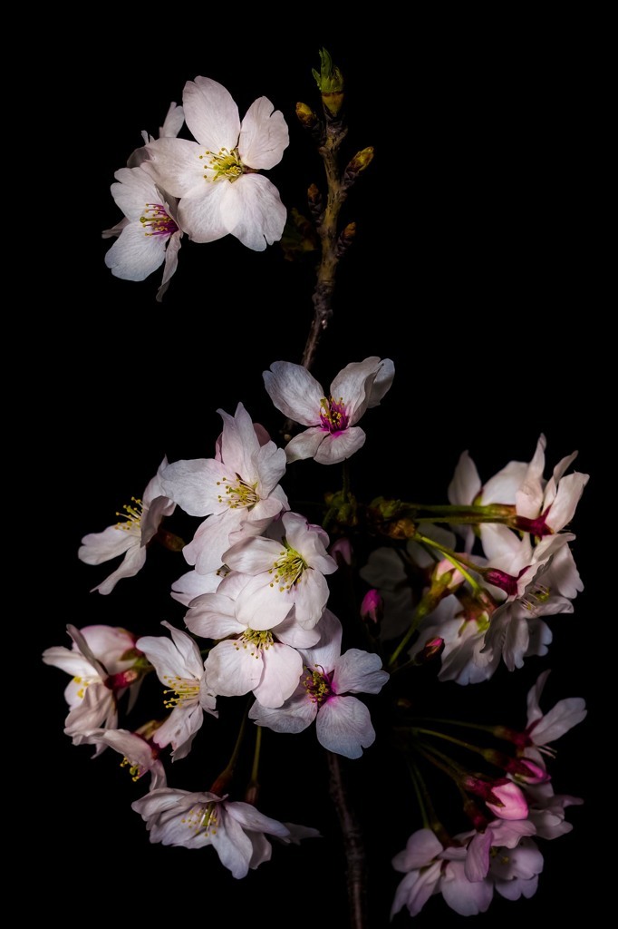 k641739021: (via SAKURAの写真(画像) 写真ID:4348385- 写真共有サイト:PHOTOHITO)