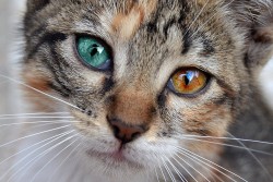 rokuthecat:  heterocromía by piinkapplee big,blue,brown,cat,cute,eyes,kitty,little,heterocromy 