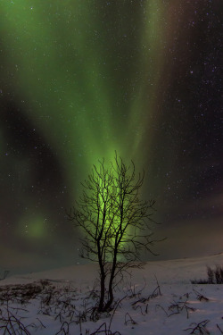 wowtastic-nature:  💙 Aurora Tree on 500px