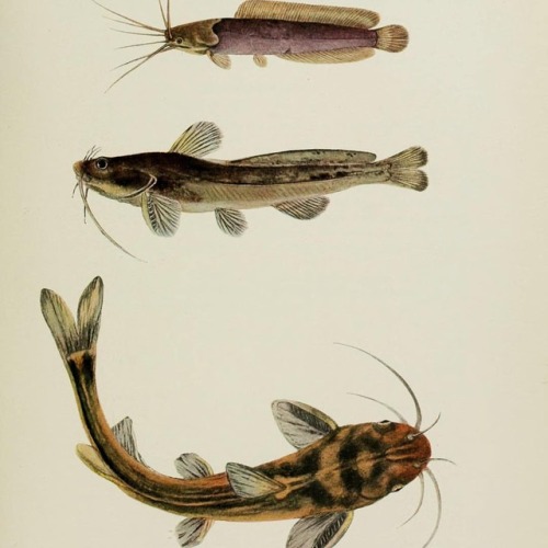 Happy #FishyFriday! Variety of #Catfish from #China: Fig. 1 Clarias fuscus; Fig. 2 Hemibagrus macrop