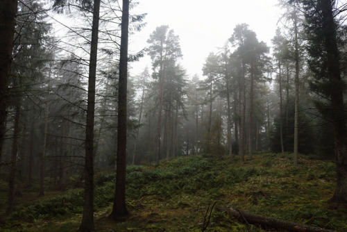 Fog in the Forest,Tyrebagger by Alan Longmuir. on Flickr.