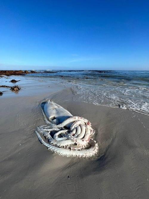 This giant Squid washed up on the Beach at Kommetjie, South Africa,  during the night. The museum is