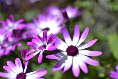 [4608x3072] [OC] Bought a prime lens for shots like this at Butchart Gardens Victoria British Columb