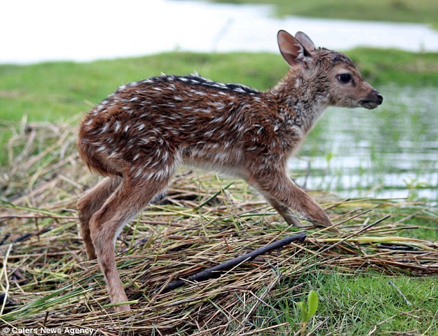 adoptpets:  Astonishing bravery of boy who risked his life to save baby deer in Bangladesh