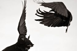    Taunting Gravity #4, Bozeman, Montana, by Larry Blackwood &ldquo;Crows and ravens are both revered and reviled. They are one of the few avian species to thrive in the presence of man, using intelligence and adaptability to survive. Their feats of