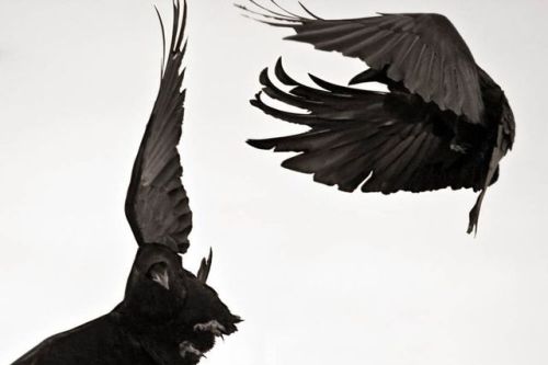    Taunting Gravity #4, Bozeman, Montana, by Larry Blackwood “Crows and ravens are both revered and reviled. They are one of the few avian species to thrive in the presence of man, using intelligence and adaptability to survive. Their feats of