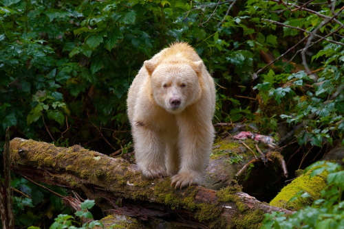 mrdaydreamm:awkwardsituationist:the great bear rainforest in british columbia is one of the largest 