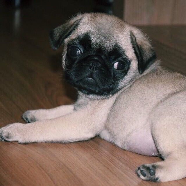 ilovepugs4ever:Follow Dog Quotes.