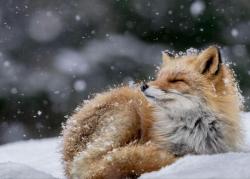 everythingfox:  Fox in snow ❄ (or icing sugar, I can’t tell)Photo by Hiroki Inoue