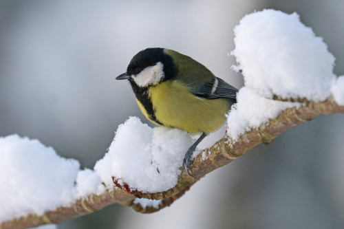 Great tit/talgoxe.