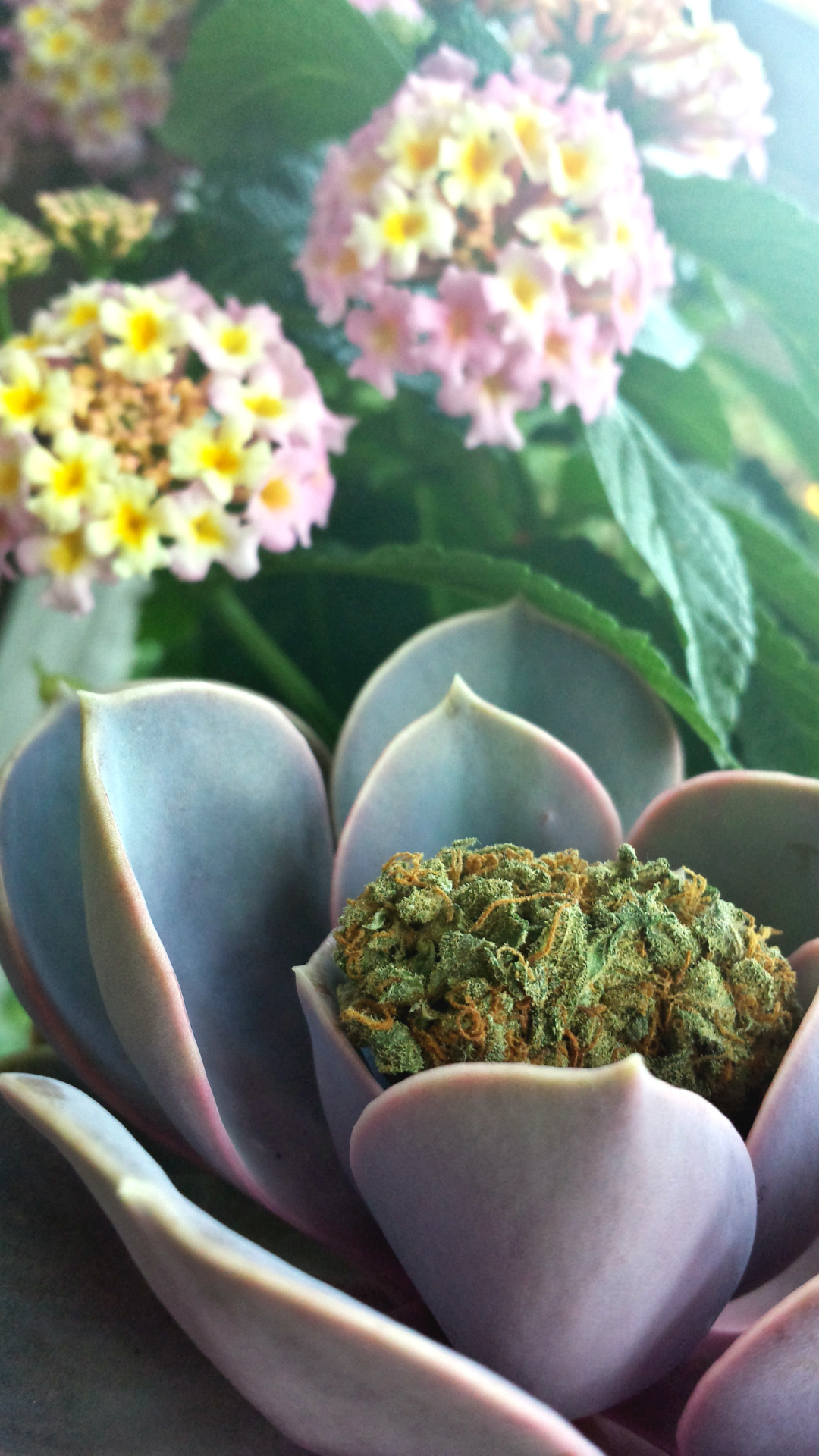 overidealism:  my cozy little amnesia haze nug in my succulent garden 💖💖💖💖