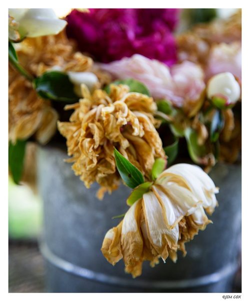 Wilted Peonies (Alternate Title: Life Lessons: Everything Dies: Happy Monday) Not @petesouza ‘s peon