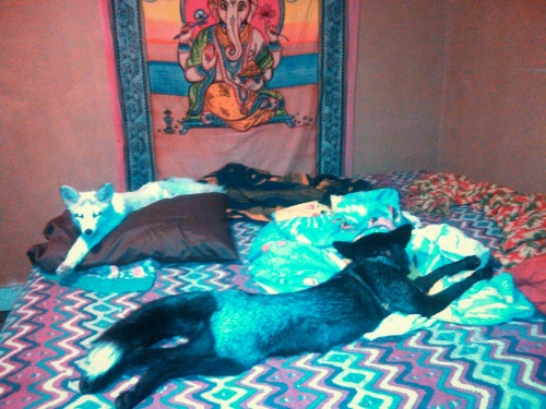 The foxes have taken over my bed! They are to comfortable and peaceful to disturb them. Spirit and G