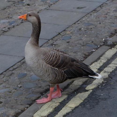 No parking on the double yellow’s if you please.