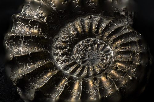 lobo-de-luna:A beautiful pyritized ammonite fossil, from the amazing Sedna90377. 