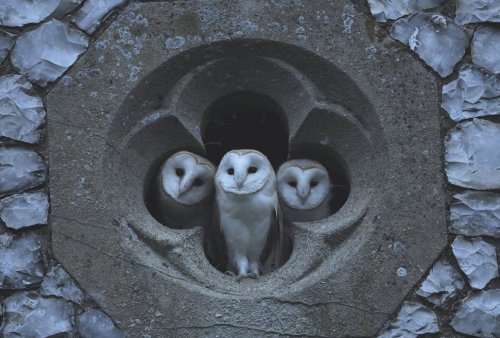 itsloriel: Richard Brooks: Barn Owls/Lechuzas (Tyto alba). North Norfolk. UK. 2009. via Twitter