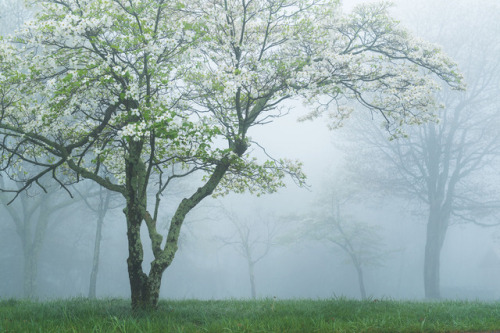 90377: Dogwood in Fog by Jeanine Leech