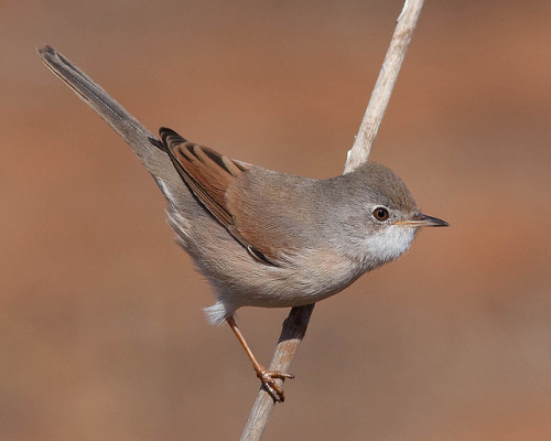 Spectacled Warbler (Sylvia conspicillata) &gt;&gt;by António Guerra (1|2)