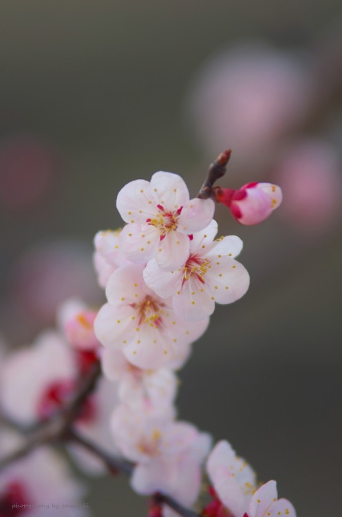 zalameki:“杏の花“