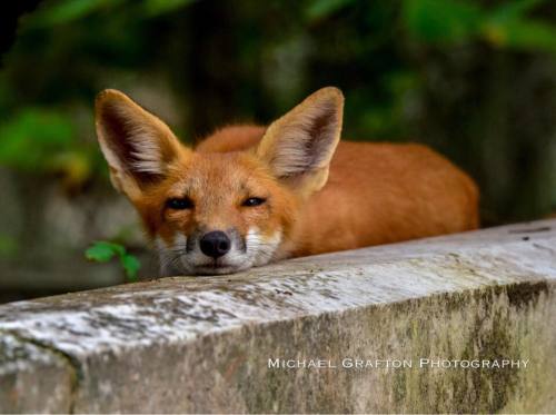 XXX mopieo: Buddy the Fox, at Bonaventure Cemetery photo