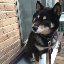 sirmiles90125:  おは犬 #犬バカ部 #dog