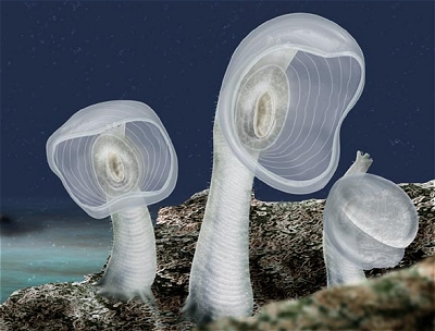 EVIL SOCK PUPPETS OF THE SEA